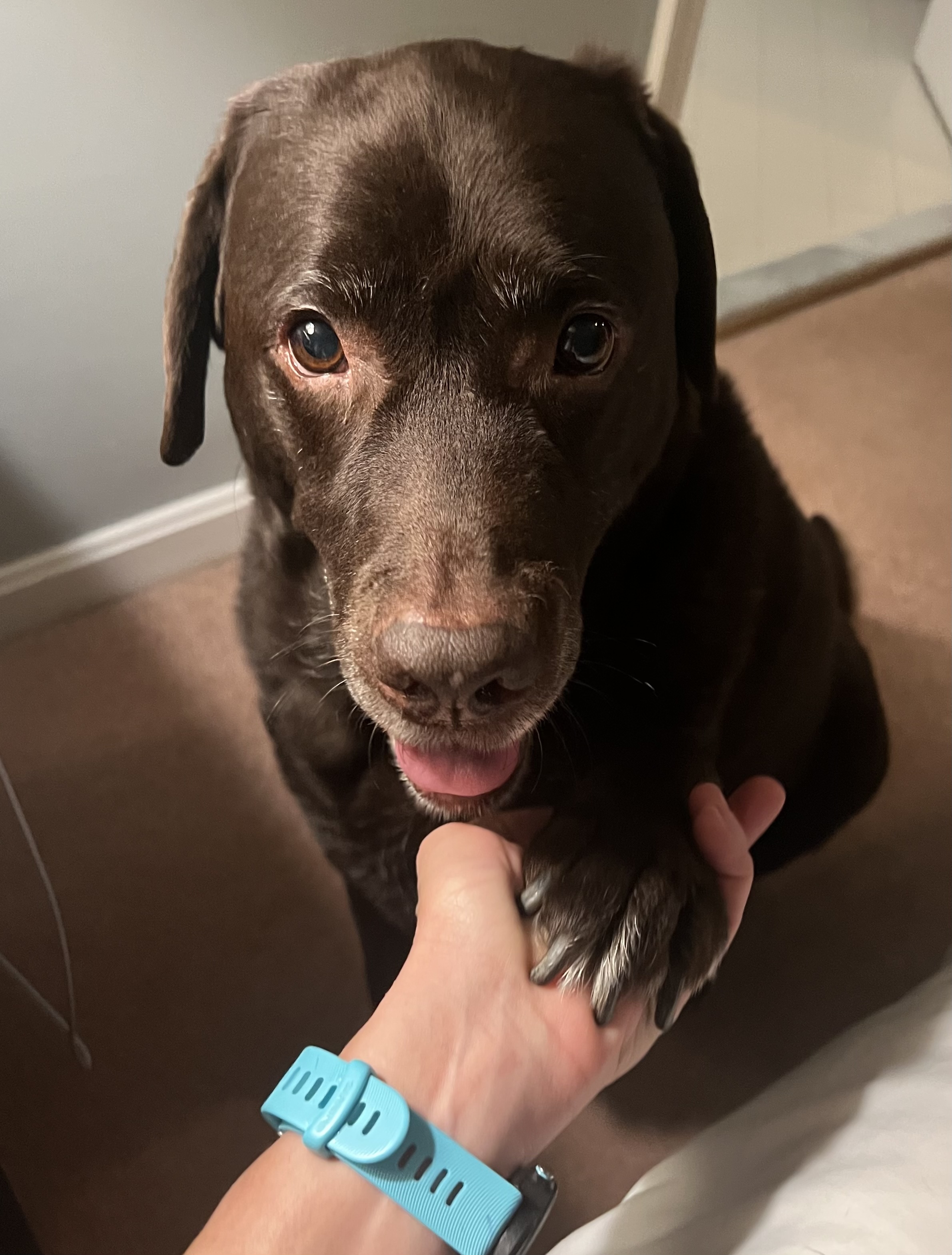 Happy dog