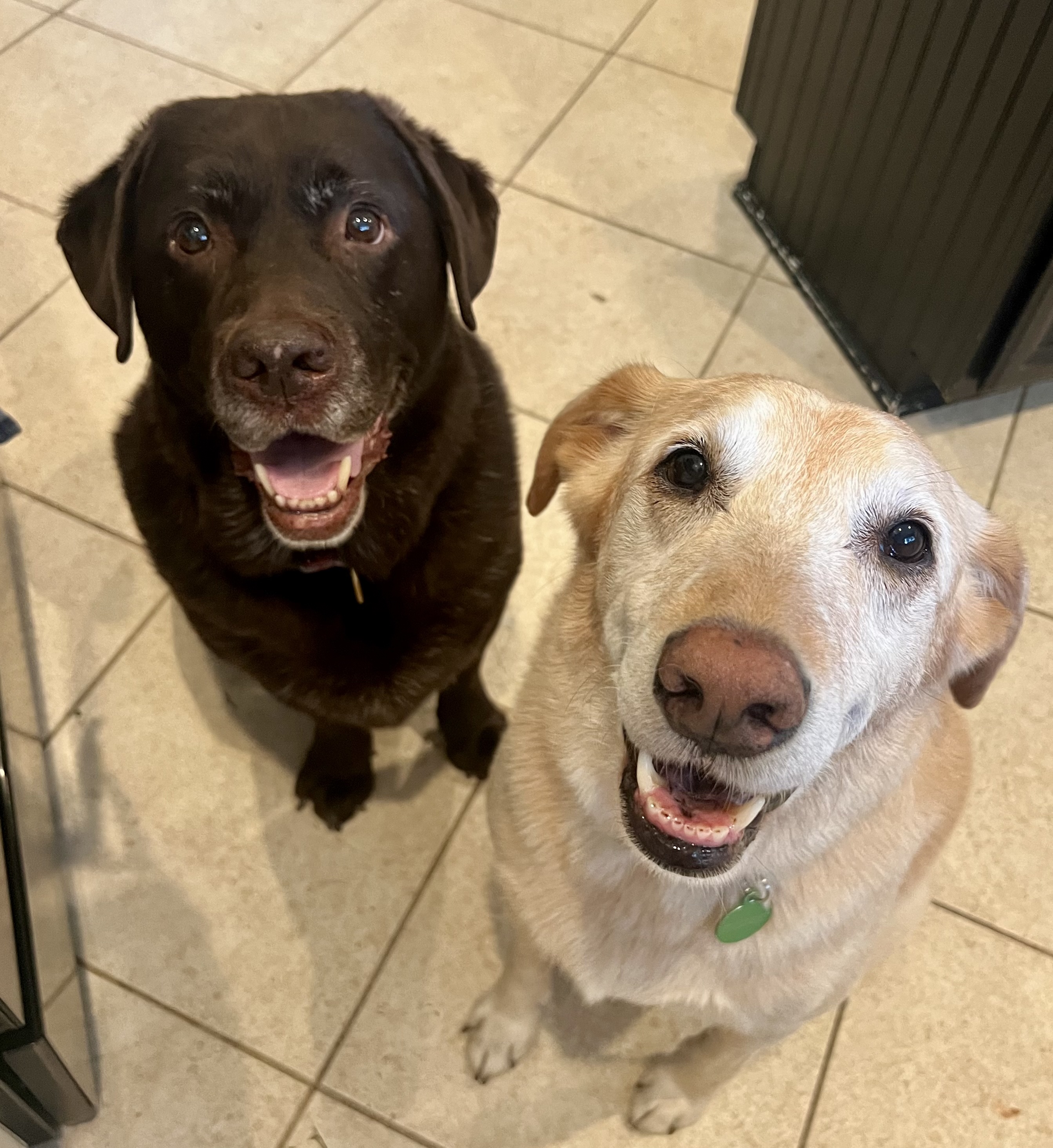 Happy dog