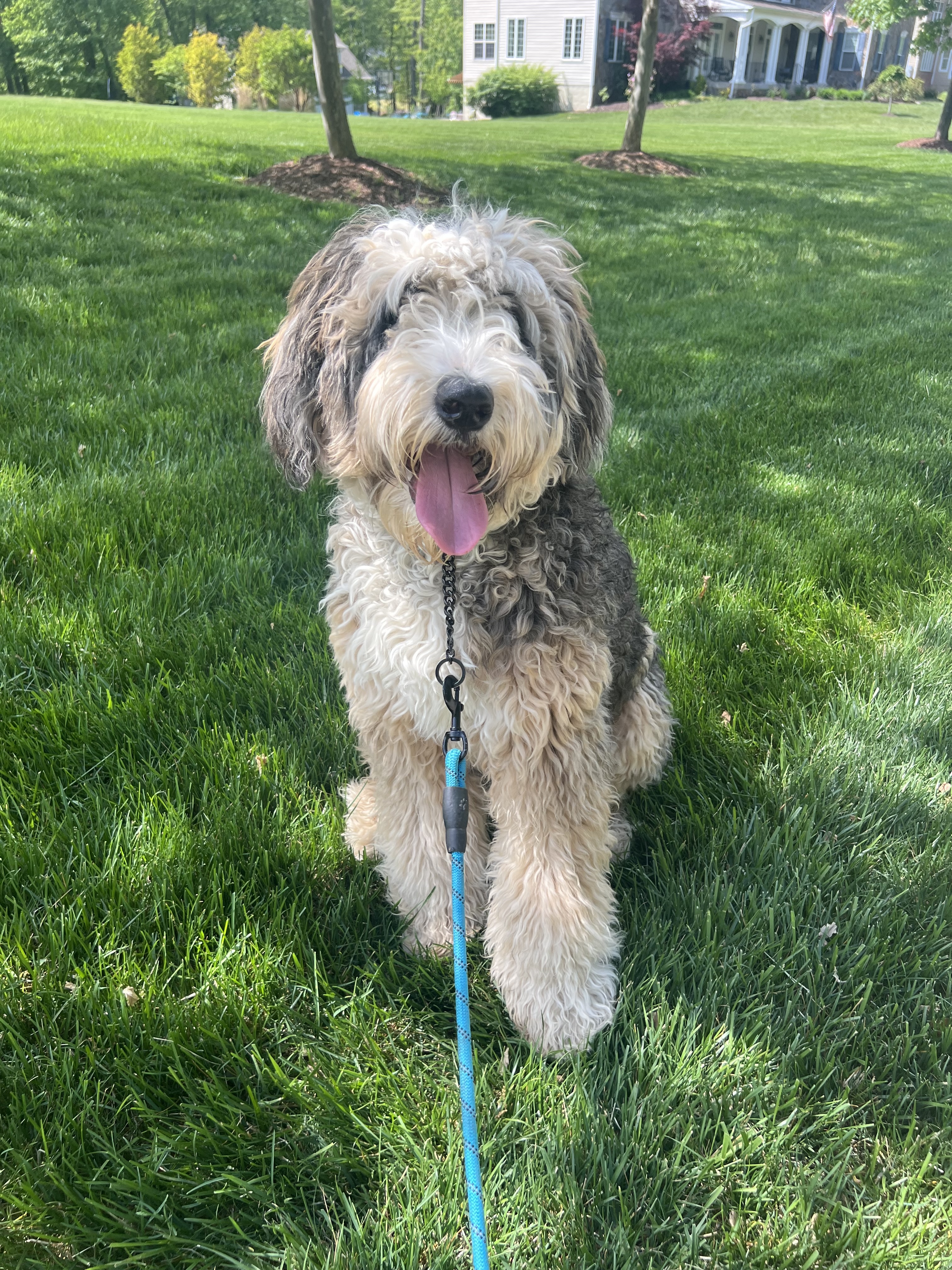Happy dog