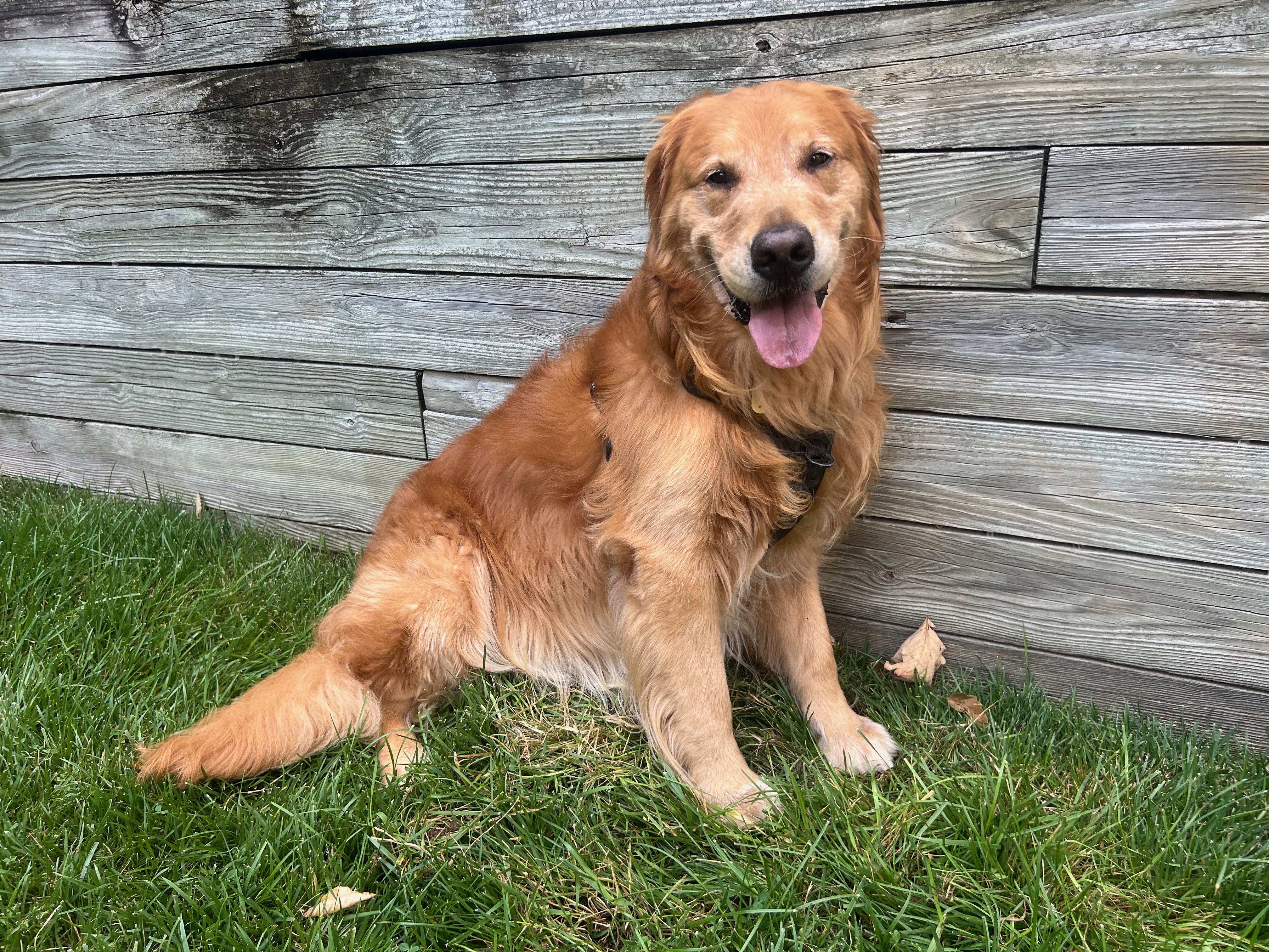 Happy dog