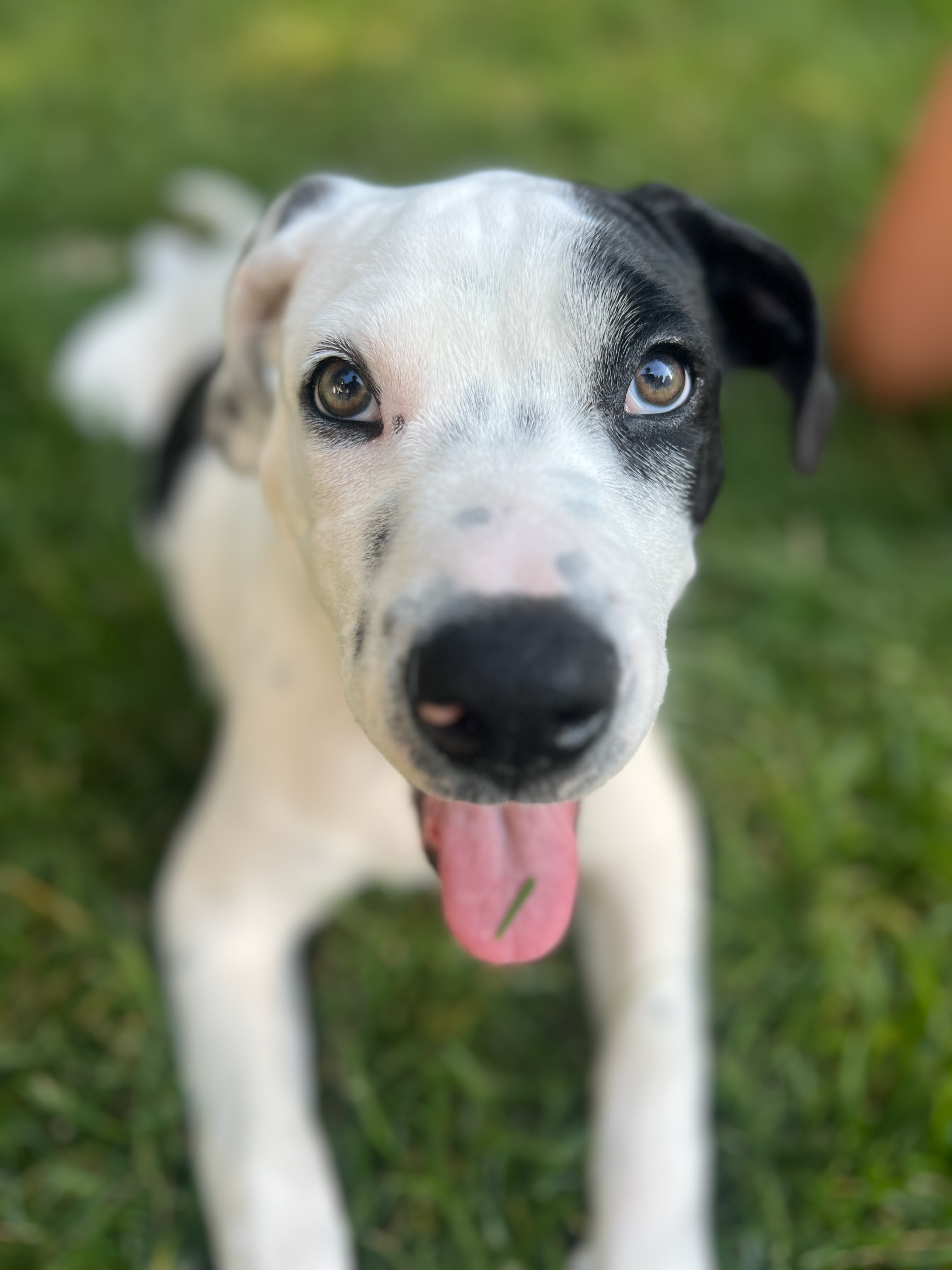 Happy dog