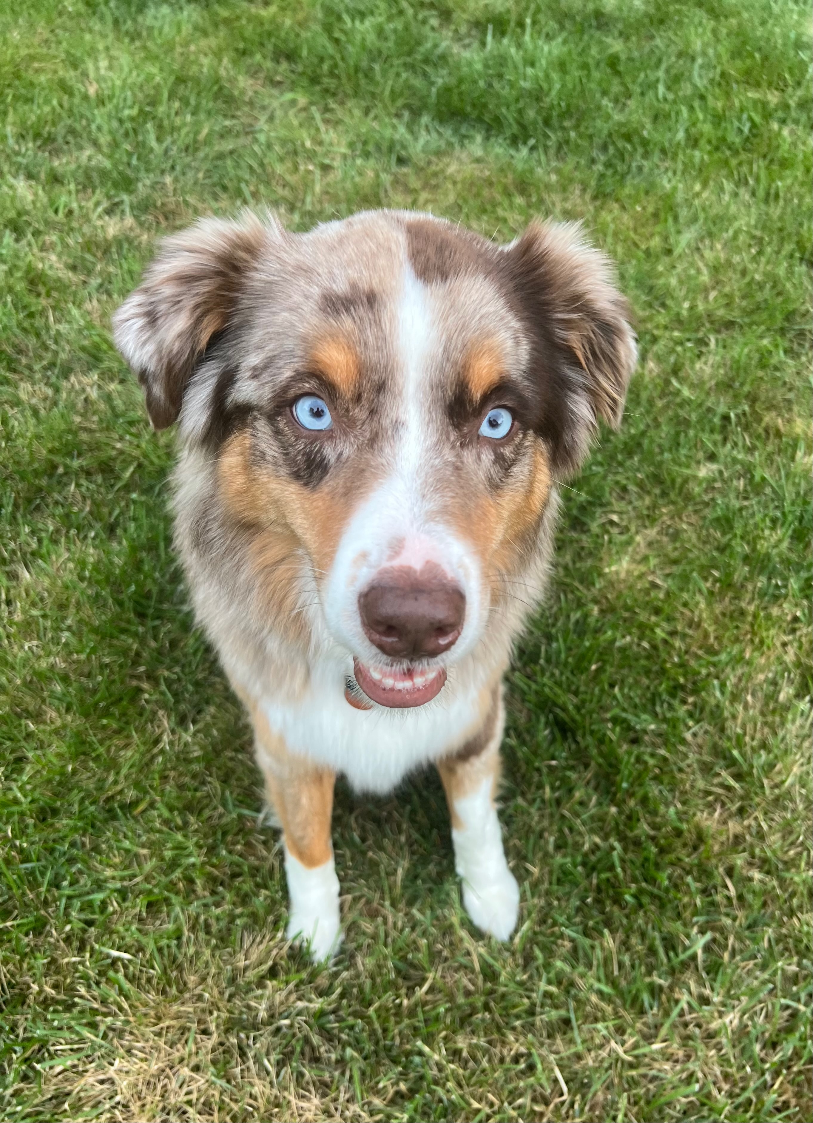 Happy dog