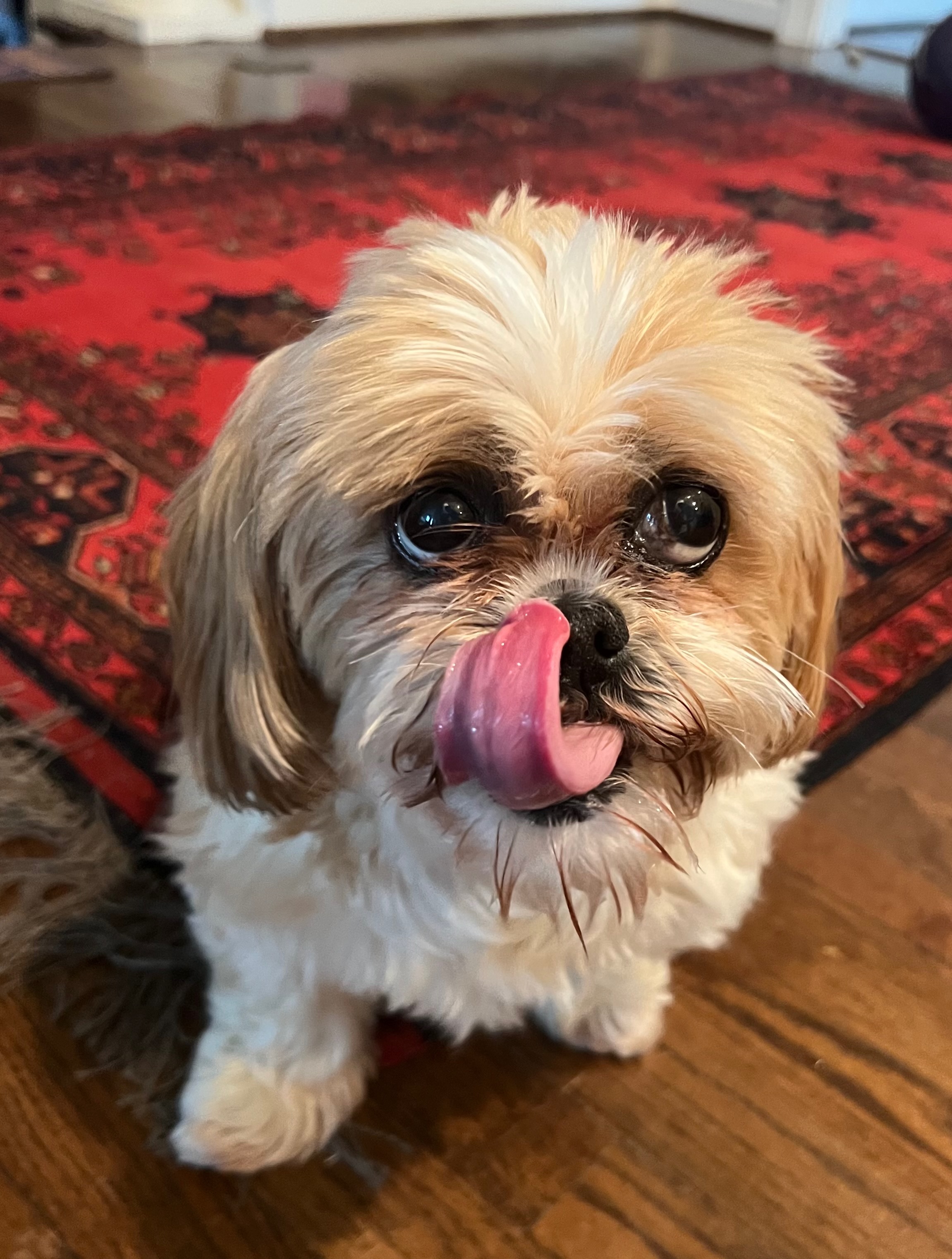 Happy dog