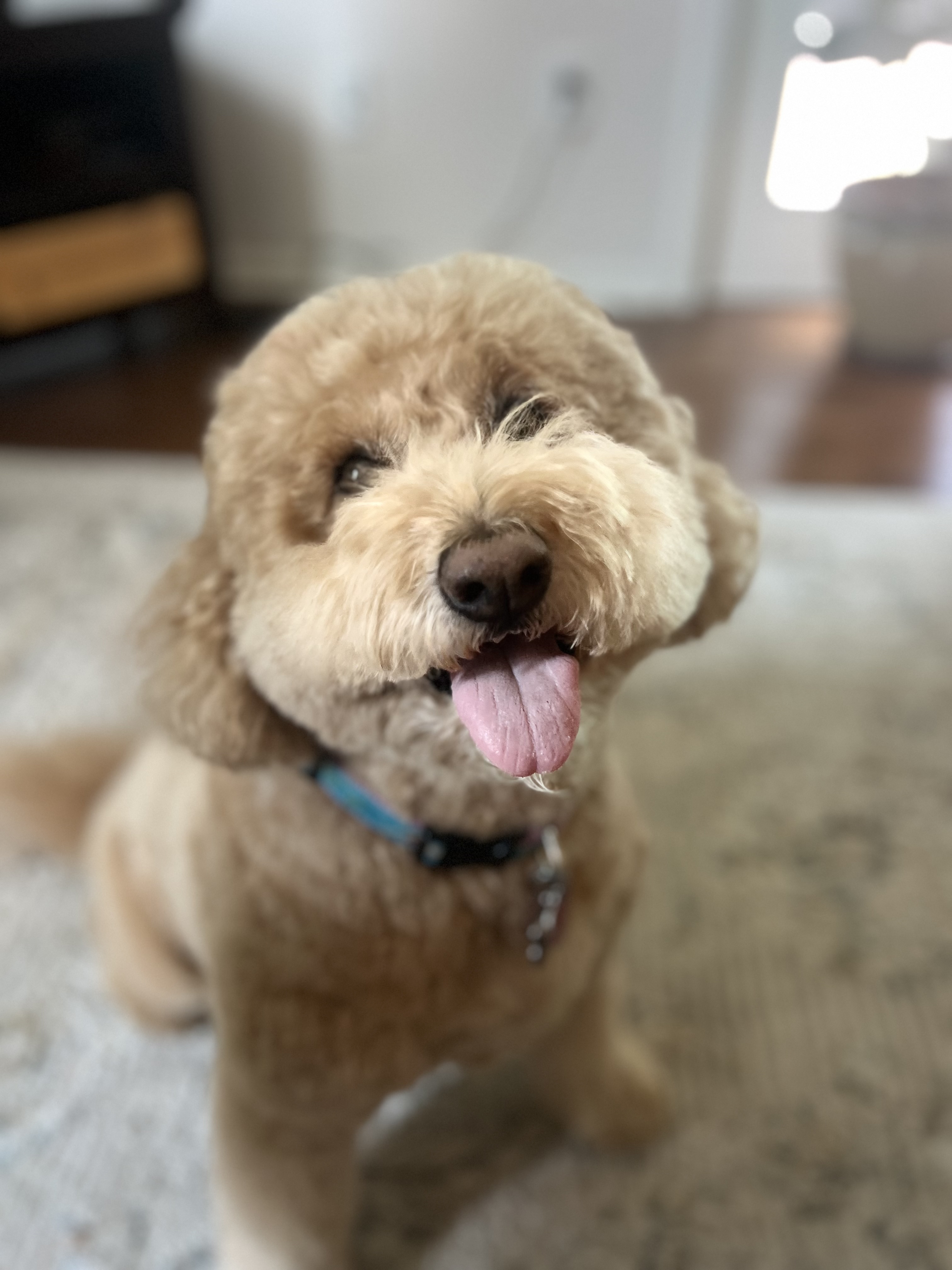 Happy dog